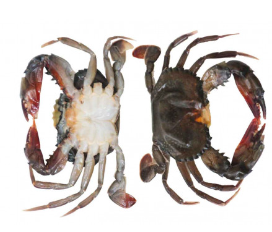 软壳蟹 Soft Shell Crab"Jumbos" 1kg  70g/pcs （10）