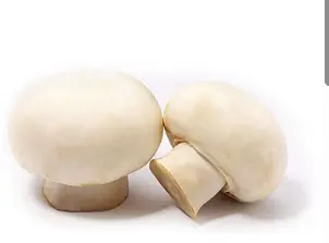 [L-091] 蘑菇 CHAMPINIONS  2KG BE 
